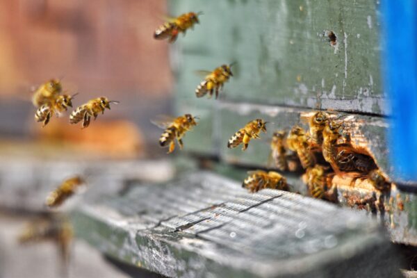 Jak pszczoły robią miód?