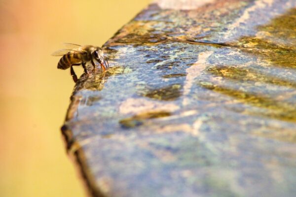 Jak zrobić poidełko dla pszczół i innych owadów zapylających?