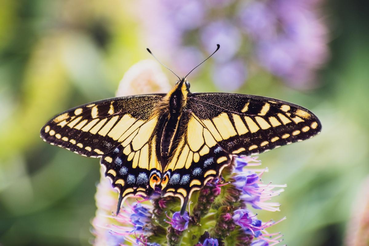 Kwiaty wabiące motyle – do ogrodu i na balkon